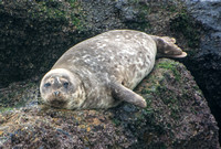 Harbor seal - Phoca vitulina