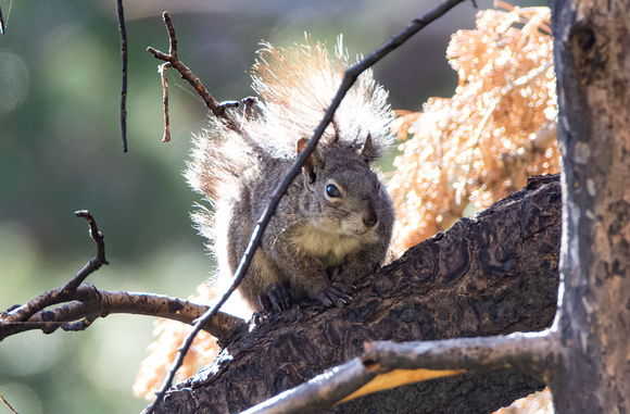 Western Gray Squirrel - Sciurus griseus