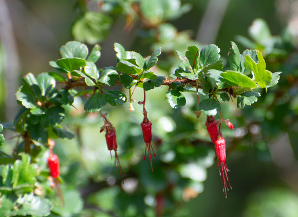 Fuchsia-flowered Gooseberry - Ribes speciosum