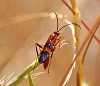 Ichneumon wasp -Compsocryptus calipterus