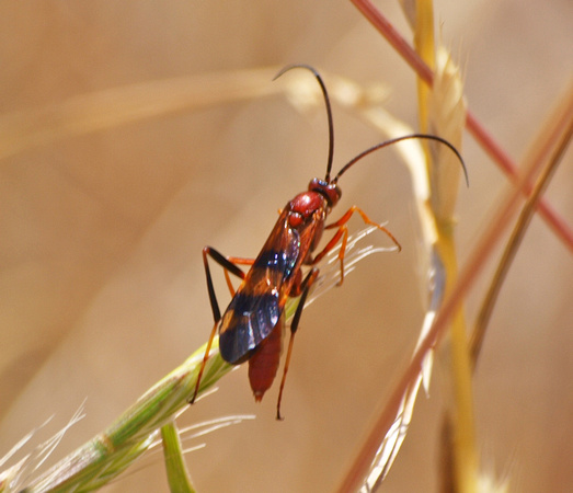 Ichneumon wasp -Compsocryptus calipterus