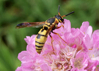 Mason wasp - Euodynerus hidalgo