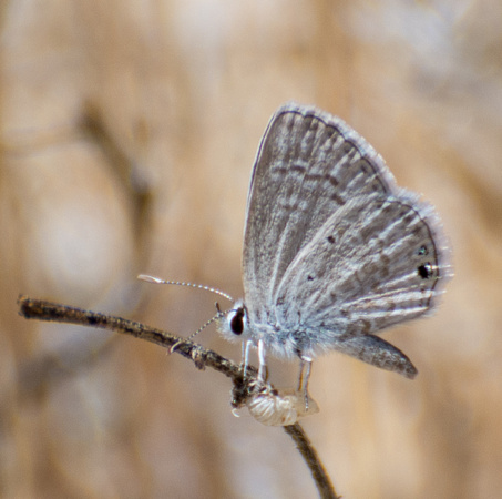 Ceraunus Blue - Hemiargus ceraunus