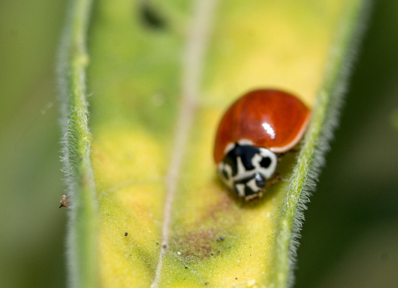 Western blood-red lady beetle - Cycloneda polita