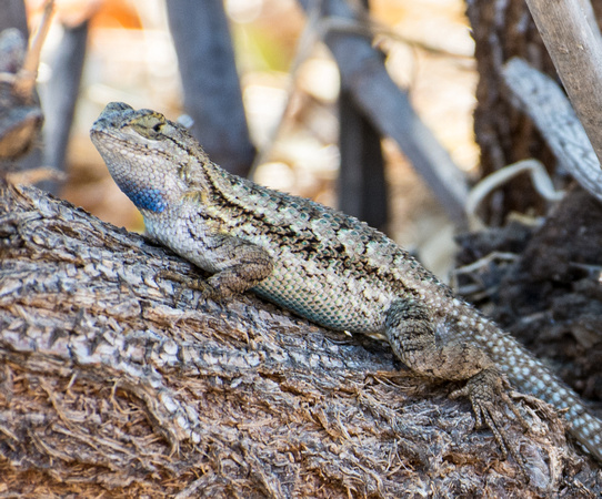 Western Fence Lizard - Sceloporus occidentalis