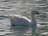 Domestic Goose - Anser anser "domesticus"