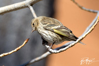 Pine Siskin - Spinus pinus