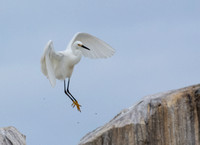 Snowy Egret - Egretta thula