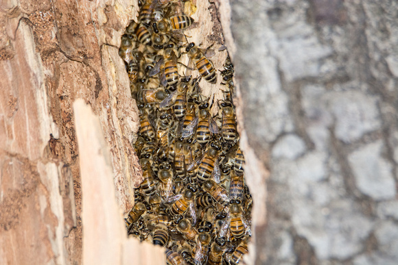 European honey bee - Apis mellifera