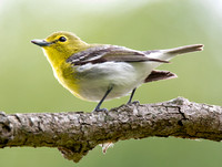 Yellow-throated Vireo - Vireo flavifrons