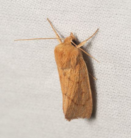 V-lined Quaker Moth - Zosteropoda hirtipes