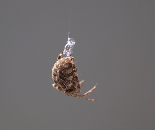 Bridge spider - Larinioides sclopetarius