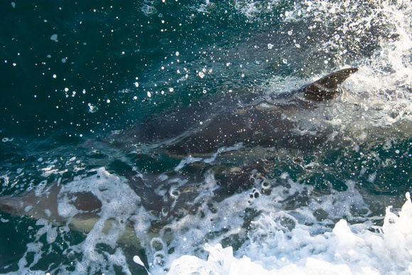 Common dolphin - Delphinus delphis