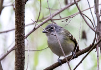 Blue-headed Vireo - Vireo solitarius
