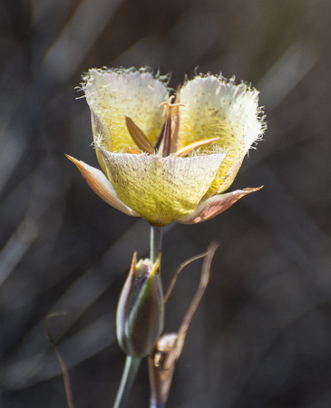 Intermediate Weed's Mariposa Lily - Calochortus weedii var. intermedius