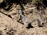 California ground squirrel - Otospermophilus beecheyi