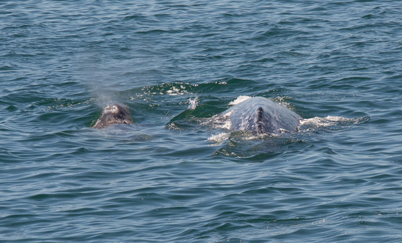 Gray whale - Eschrichtius robustus