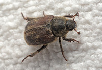 Monkey beetle - Hoplia sp.