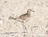Pacific Golden-Plover - Pluvialis fulva
