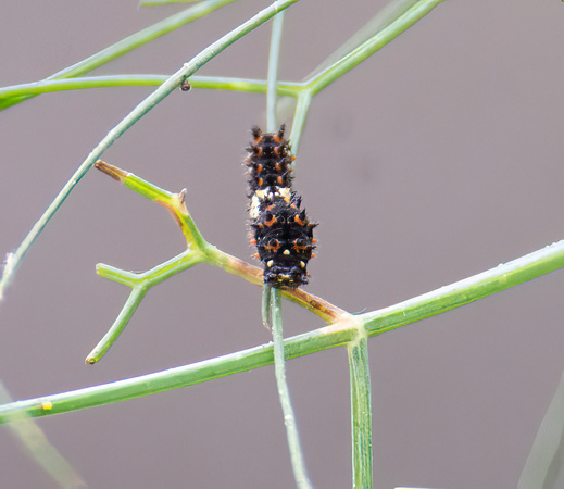 Anise swallowtail - Papilio zelicaon