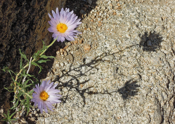 Mojave Aster – Xylorhiza tortifolia