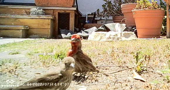 House Finch - Carpodacus mexicanus