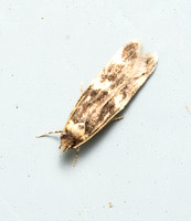 Twirler moth - Unidentified sp.