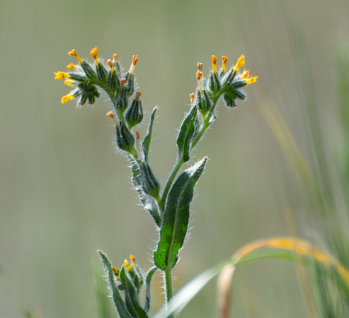 Common Fiddleneck - Amsinckia menziesii