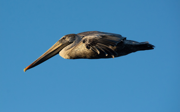 Brown Pelican - Pelecanus occidentalis