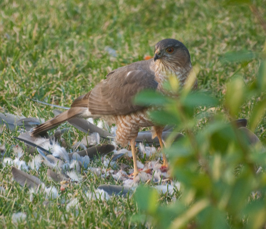 Sharp-shinned Hawk - Accipiter striatus