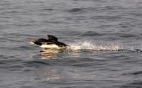 Pacific Loon - Gavia pacifica