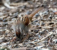 Swamp Sparrow - Melospiza georgiana