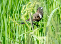 Bronze Mannikin - Spermestes cucullata