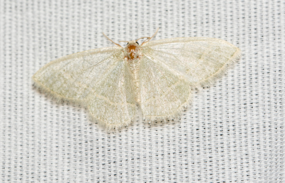 Emerald moth - Chlorochlamys appellaria (very beat up)