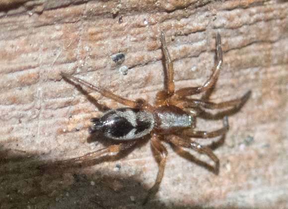 Ground Spider - Sergiolus montanus