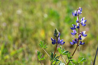 Arroyo Lupine - Lupinus succulentus