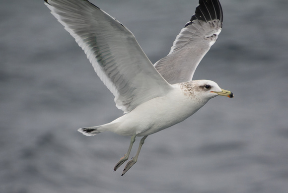 California Gull - Larus californicus