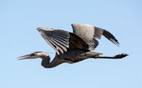 Great Blue Heron - Ardea herodias