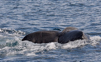 Humpback Whale - Megaptera novaeangliae