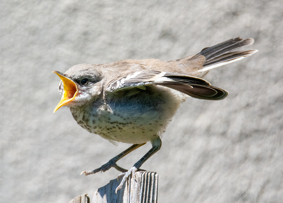 Northern Mockingbird - Mimus polyglottos