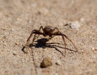 Crab spider  1 - Unidentified sp.