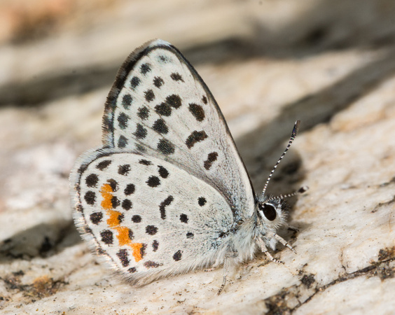 Bernardino Blue - Euphilotes bernardino