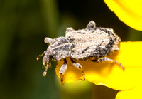 Vegetable Weevil - Listroderes difficilis