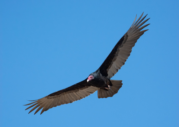 Turkey Vulture - Cathartes aura