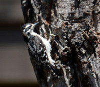 Downy Woodpecker - Dryobates pubescens (young - a downy downy!)