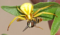 Whitebanded crab spider - Misumena formosipes