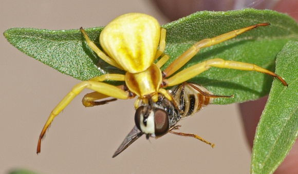 Whitebanded crab spider - Misumena formosipes