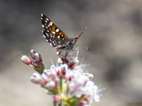 Behr's metalmark - Apodemia virgulti