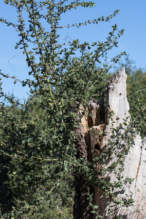 Coast Live Oak - Quercus agrifolia var. agrifolia