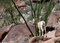 Desert bighorn sheep - Ovis canadensis nelsoni